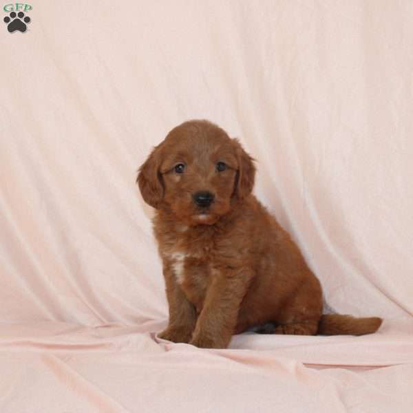 Wilbur, Mini Goldendoodle Puppy